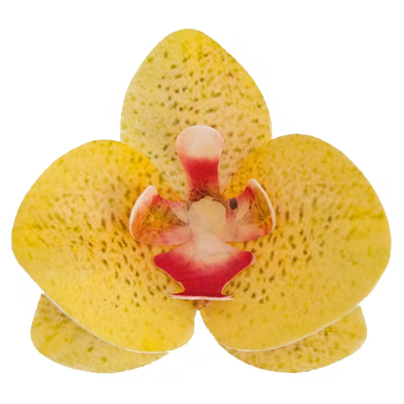 CAJA DE 10 ORQUÍDEAS DE OBLEA AMARILLAS 8.5-7.5CM