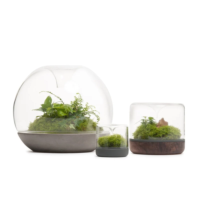 Sanctuary Rainforest Terrarium