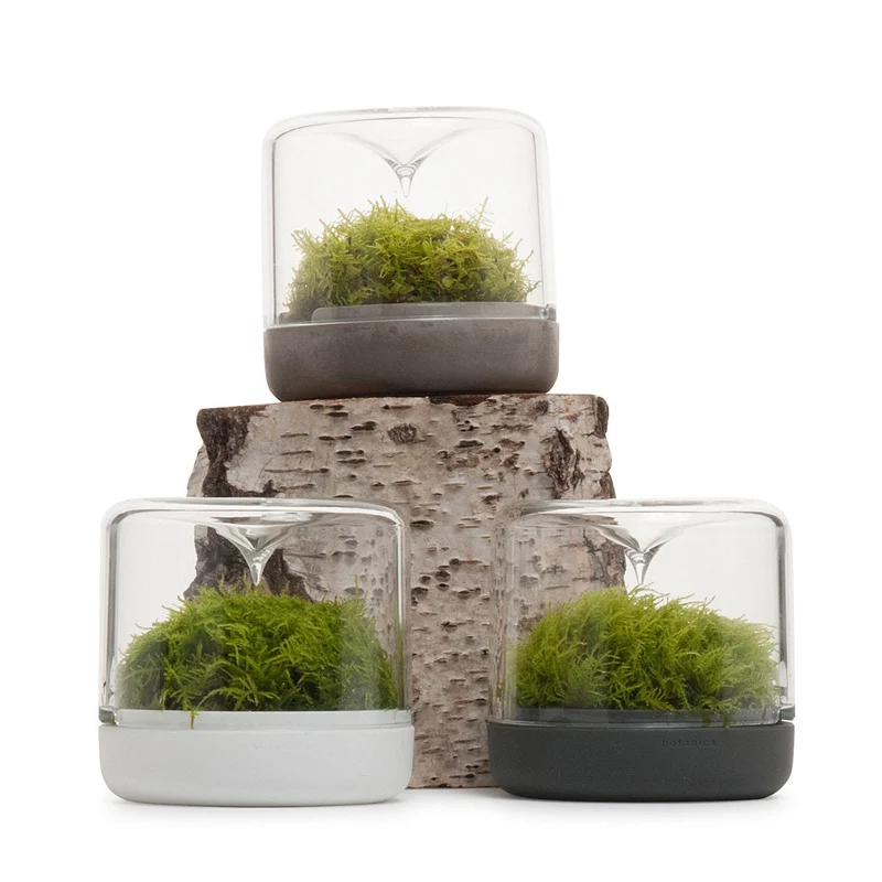 Concrete Small Sanctuary Rainforest Terrarium