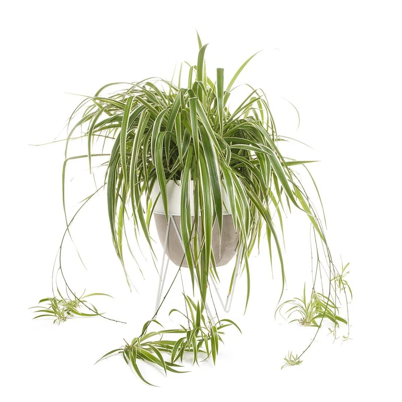 Spider Plant Concrete Planter With Stand