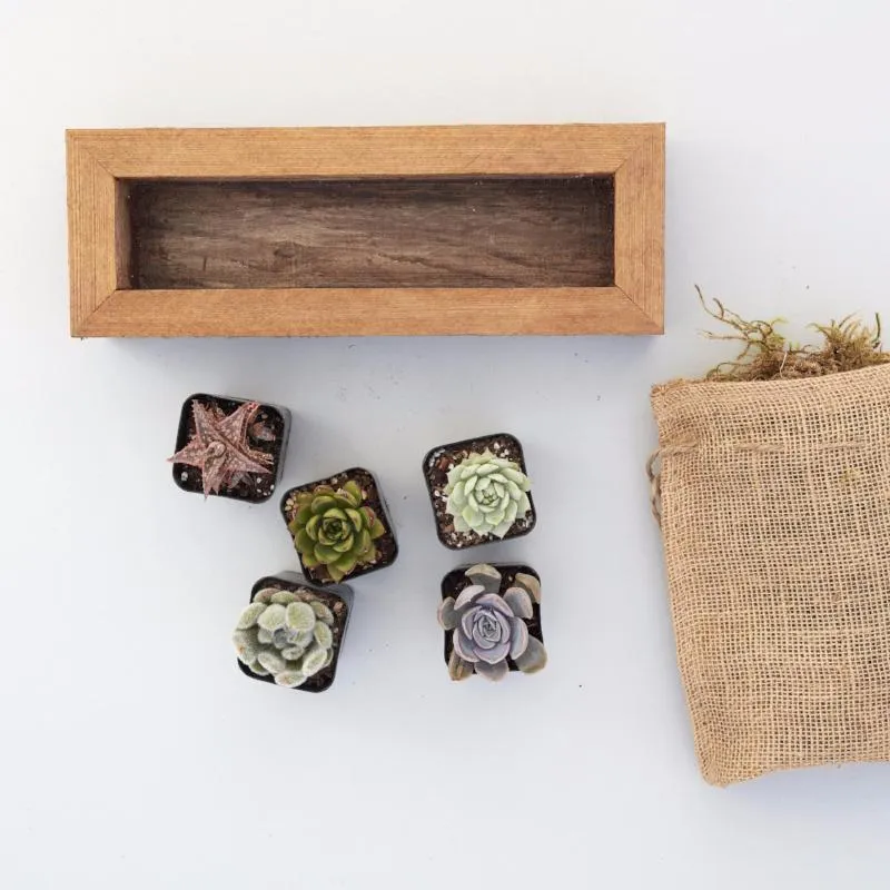 Succulent Trough Kit