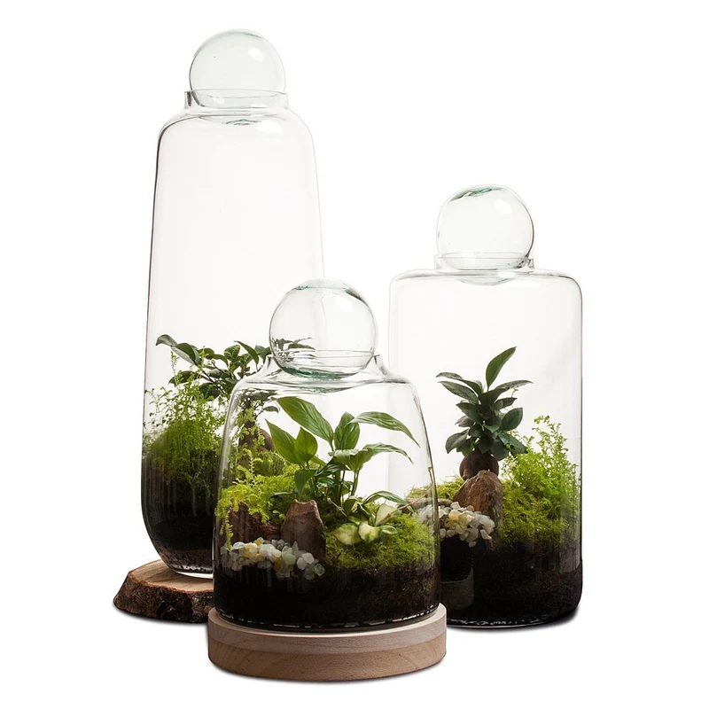 Tall Capsule Terrarium
