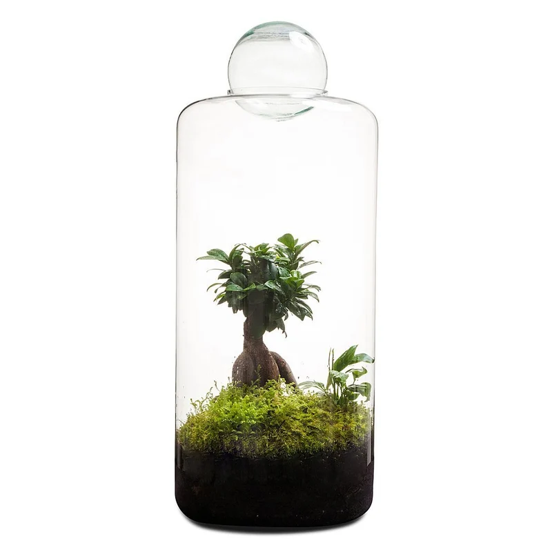 Super Size Garden Of Eden Terrarium