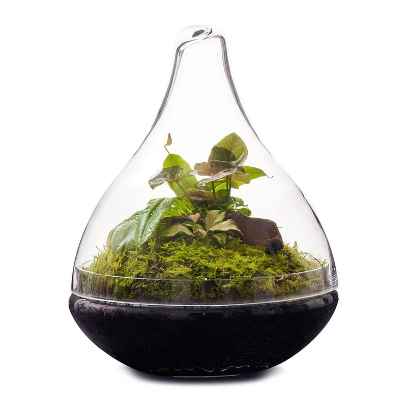 Pixie Terrarium