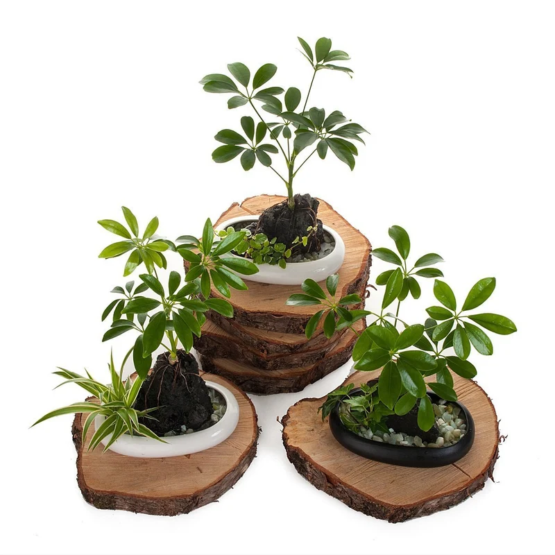 Volcanic Life Umbrella Tree