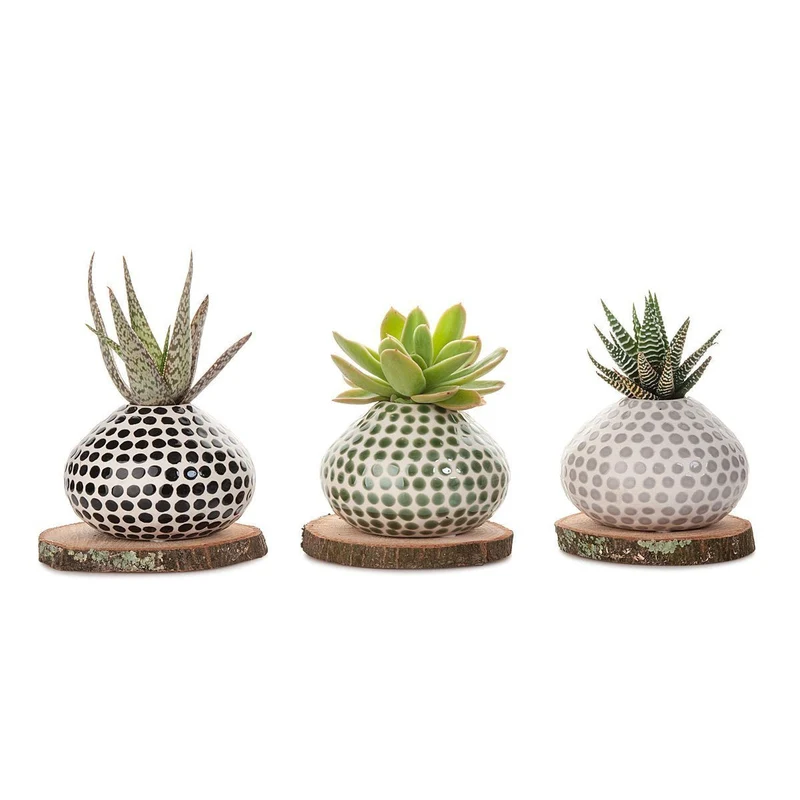 Succulent Spots Planter