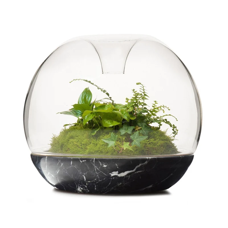 Biodome Rainforest Terrarium