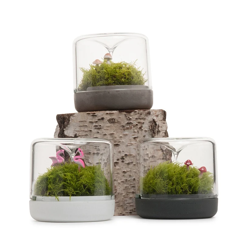White Small Sanctuary Rainforest Terrarium